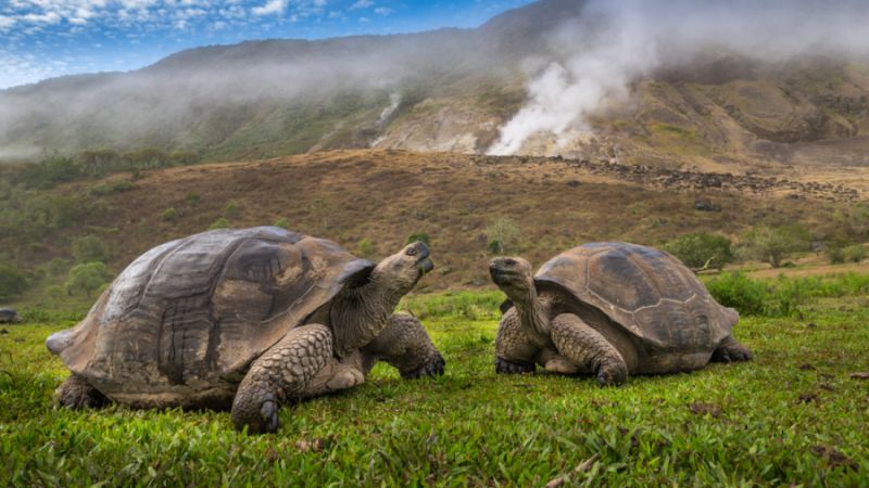 Tortoises