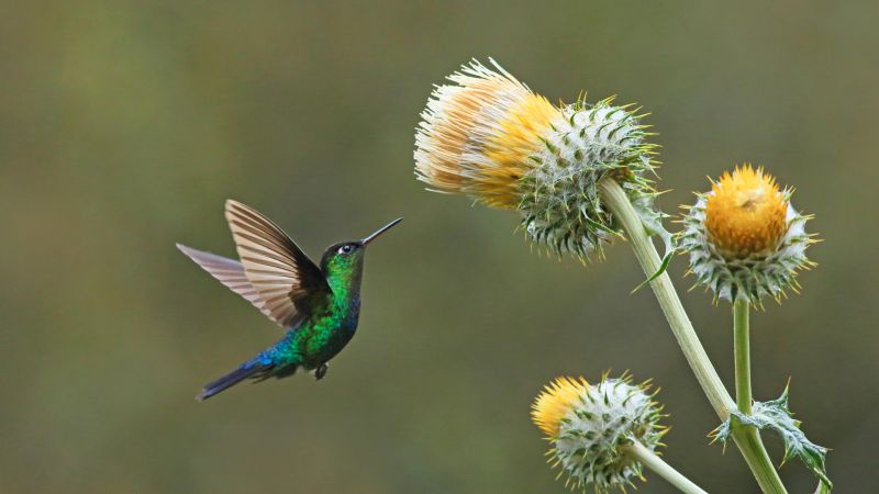 hummingbird