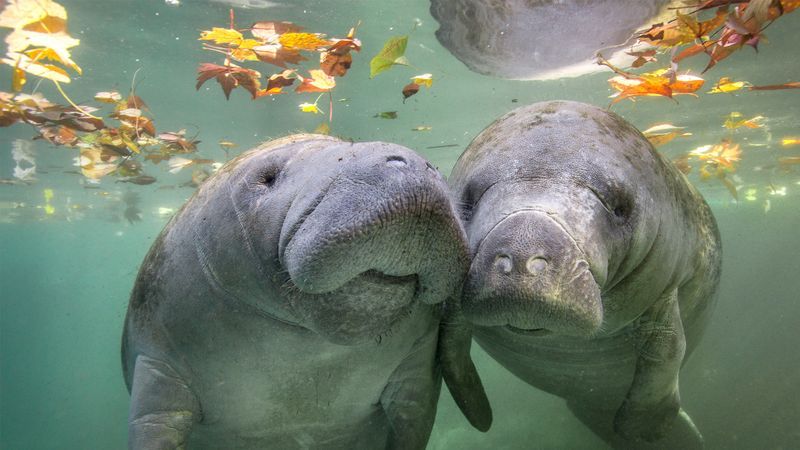 manatees